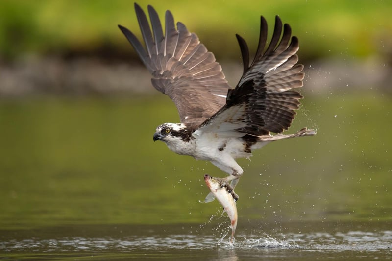 Ospreys spend their winters in west Africa but return to Northern Europe in March. Catch them fishing the lochs of Scotland - and if you're lucky you might even see them scoop up a trout.