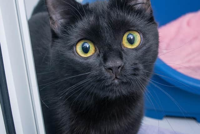 Tayga the cat looks to the public for help in raising more funds for the home.
