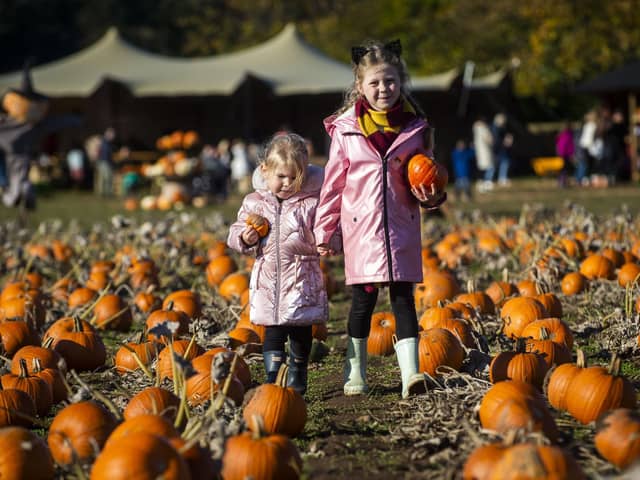 There are so many places in and around Edinburgh to go pumpkin picking this year. Stock photo by Lisa Ferguson.