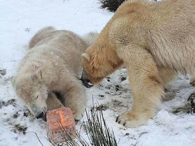Born on 13 December 2021, Brodie took his first steps outside in March 2022.