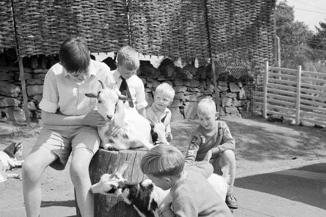 Children with pygmy goats at Edinburgh Zoo's Children's Farm in 1962.