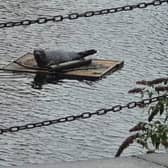 The seal was photographed by Steve Taylor yesterday, while it was still in the Water of Leith basins.