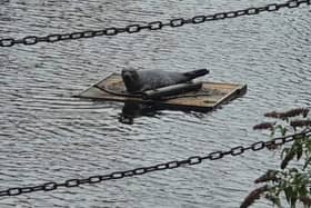 The seal was photographed by Steve Taylor yesterday, while it was still in the Water of Leith basins.