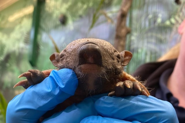 Two twin hairy armadillos were welcomed at Edinburgh Zoo earlier this year. One pup was named Pedro Pascal, after the Hollywood actor, while his brother was named Montezuma by keepers, inspired by the Aztec emperor.