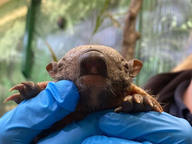 Two twin hairy armadillos were welcomed at Edinburgh Zoo earlier this year. One pup was named Pedro Pascal, after the Hollywood actor, while his brother was named Montezuma by keepers, inspired by the Aztec emperor.