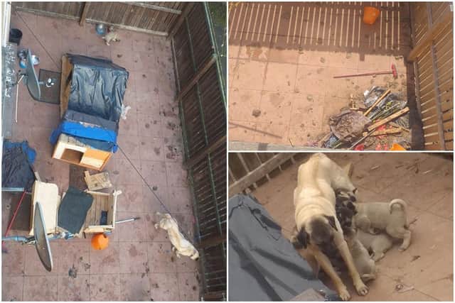 Recent images show the dog and her puppies walking around in their own excrement at an address in Prestonpans, East Lothian