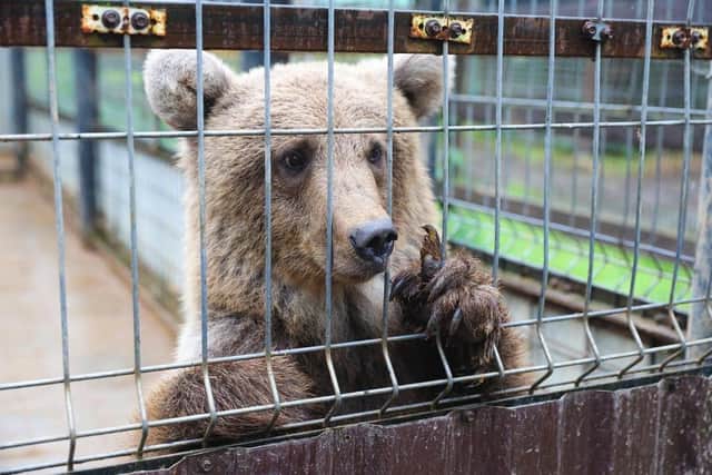 Five Sisters Zoo in West Calder have shared video footage of Byara the bear moving into her new home.