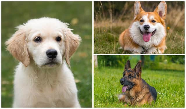 Take a look through our photo gallery to see the 10 most popular dog breeds in Edinburgh.