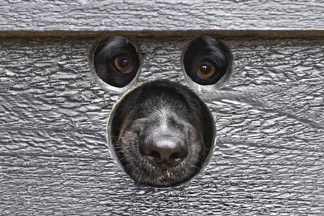 Peek a boo! A bear is spotted looking through a perfectly shaped hole for its nose and eyes, photographed by Tilly Meijer in Spijkenisse, Netherlands