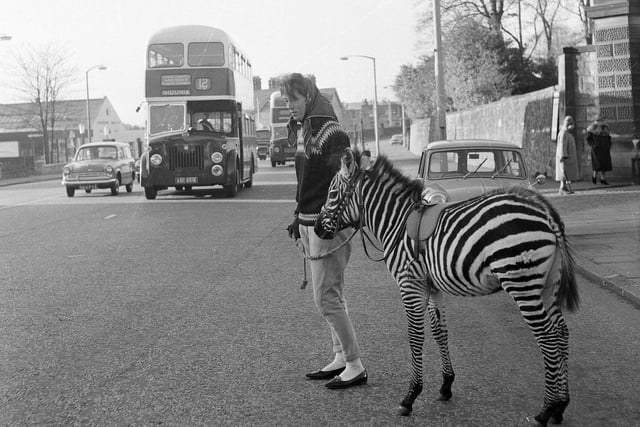 Edinburgh zoo keeper Grace Forrest walks Tot the zebra on Corstorphine Road in November 1964.