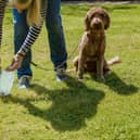 A quick check of your dog's leavings can flag up health problems early.