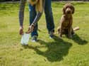 A quick check of your dog's leavings can flag up health problems early.