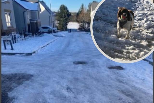 Treacherous conditions in Liberton housing estate and Buddy the spaniel (inset) has suffered injury