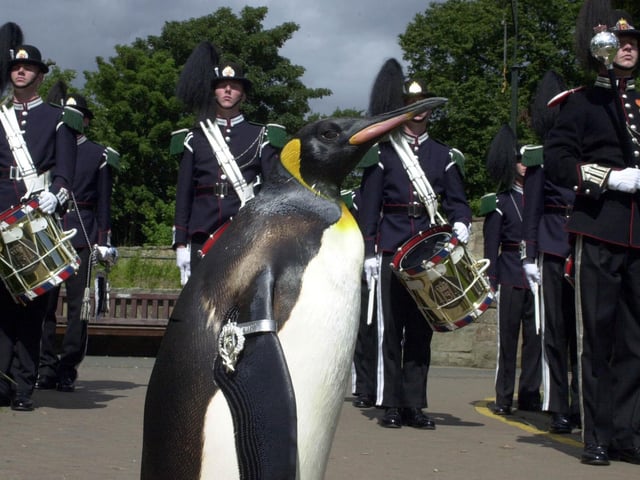 Nils Olav parades his badge of office of Honoray Regimental Sergeant Major in front of The Royal Norwegian Guard.