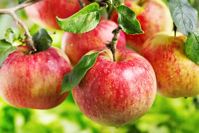 Locals in Portobello, Craigmillar and Musselburgh could own their own apple tree.