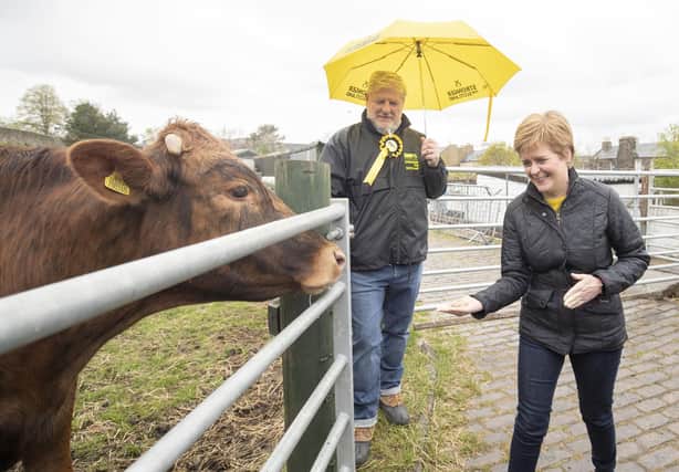 First Minister of Scotland and leader of the SNP Nicola Sturgeon (right), with Edinburgh Central candidate Angus Robertson, feeds the cows during a visit to LOVE Gorgie Farm on May 4  (Photo by Jane Barlow - Pool/Getty Images).