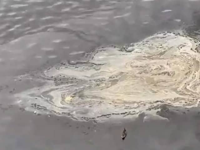 Ducks could be seen swimming close to the substance. Pic: contributed
