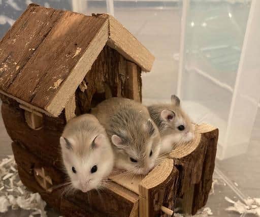 The adorable hamsters arrived as a surprise after a male and female were sold to an unsuspecting family, but they are not on the hunt for their forever homes