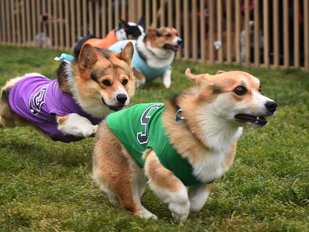 Hayley can't wait for the corgi racing at Musselburgh Racecourse (Picture: Mark Ralston/AFP via Getty Images)