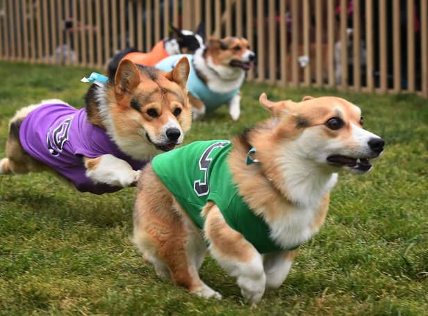 Hayley can't wait for the corgi racing at Musselburgh Racecourse (Picture: Mark Ralston/AFP via Getty Images)