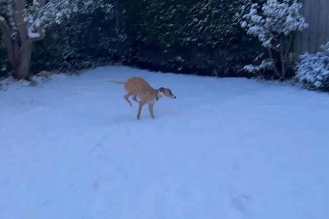 This dog didn't know what to make of the snow this morning!