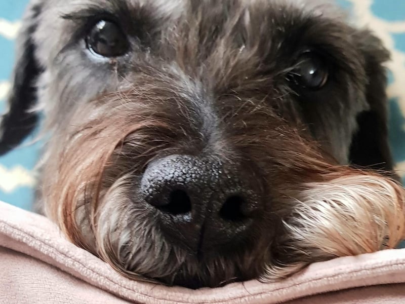 Alison Argent, said: "12 year old Wilfred makes me incredibly happy."