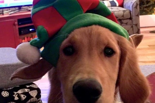 Charlie the dog is dressed up as an elf for Christmas. Shared by Ian Montgomery.