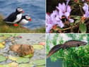 Some of the wildlife to look out for in Scotland during April.