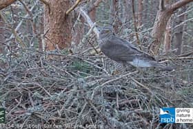 The male goshawk on the nest at Boat of Garden.
Pic: RSPB