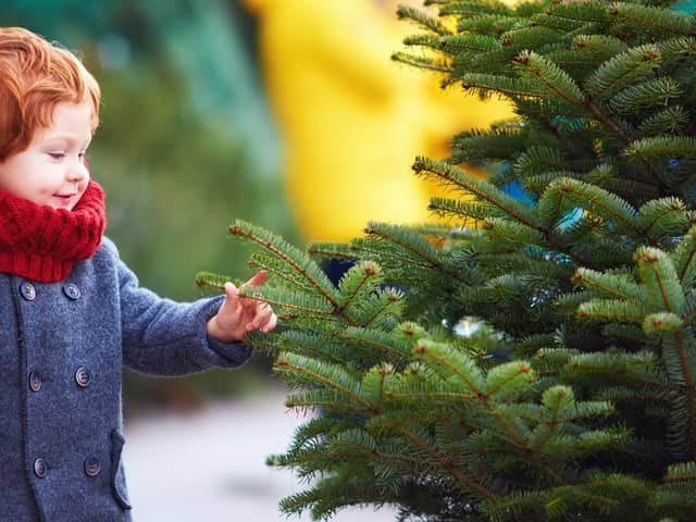 Real Christmas trees require additional maintenance