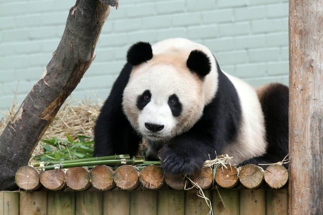 Dear Beyonce... we are Crazy in Love with our two adorable giant pandas, and you will be too if you take a trip to the zoo. If you ask them nicely, they might even do you a selfie.