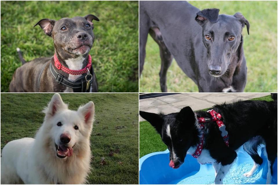 These 12 adorable Edinburgh dogs are looking for their