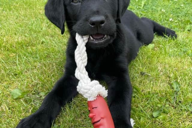 Shep is a “happy” and “kind” black labrador puppy from Edinburgh.
