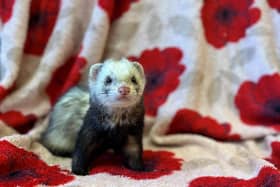 The Scottish SPCA are urging animal lovers to consider adopting a ferret.