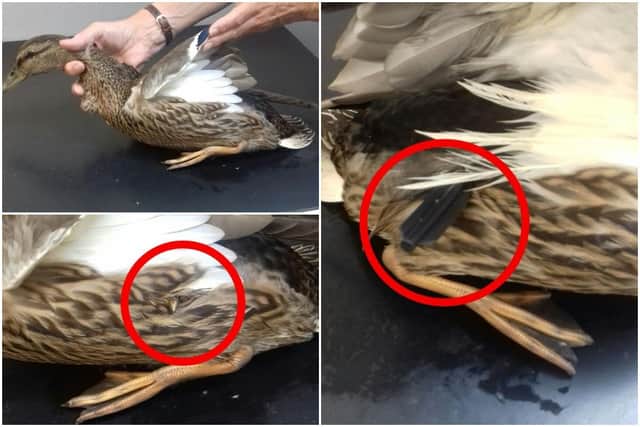 The Scottish SPCA has launched an investigation after a “defenceless” duck was found still alive with a crossbow bolt through its body in Bonnybridge in Fife.
