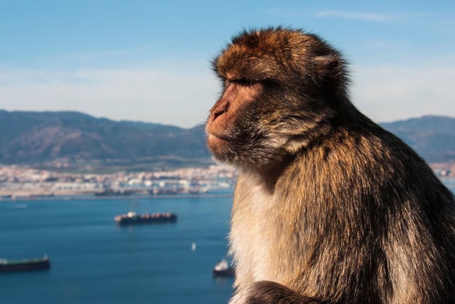 Gibraltar is the city found at the foot of the enormous rock at the tip of the Iberian Peninsula. Though it borders Spain, it is a British territory with influences from both cultures. Clamber up the Mediterranean steps for incredible views over to Africa, and encounter the cheeky macaques which live there. Flights from £32.
