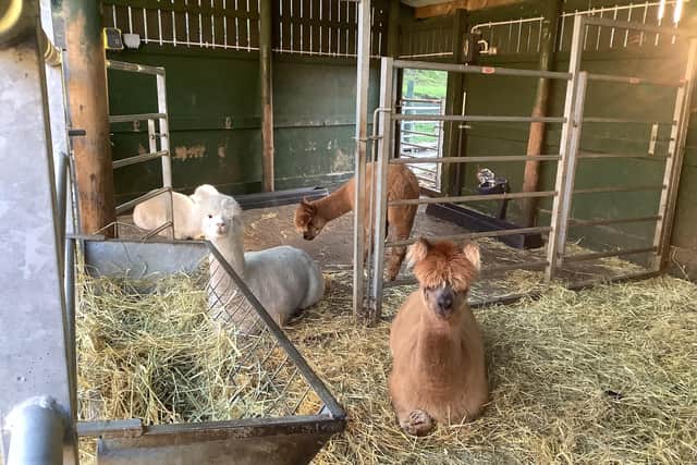 Truffles and his alpaca friends can be book for treks around the farm