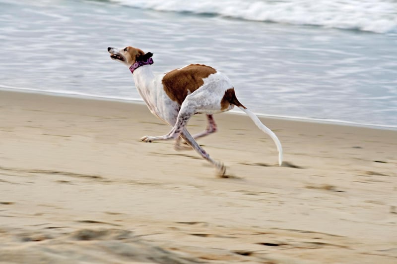 It probably comes as no surprise that the fastest breed of all is the Greyhound. They are born to run, although are surprisingly lazy the rest of the time, and have an incredible top speed of 45mph.