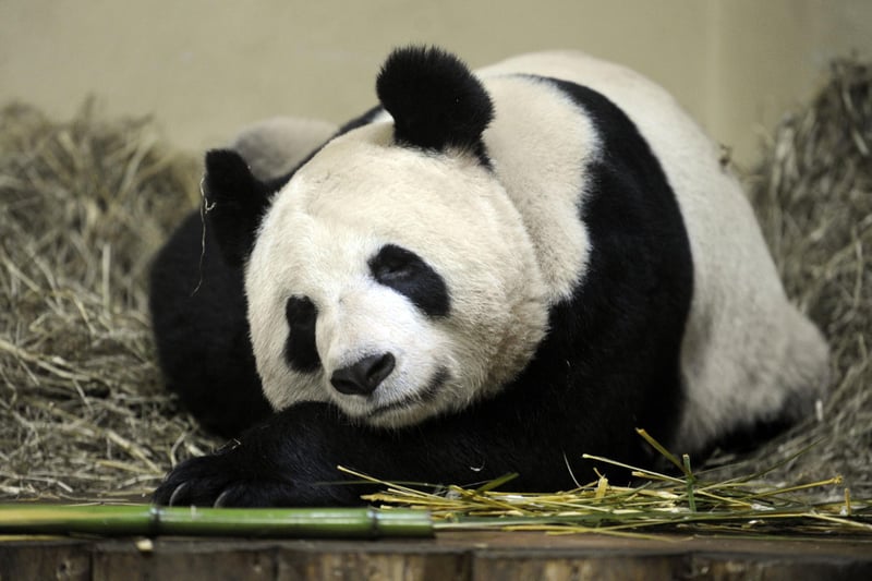 Tian Tian enjoying a well-earned nap in January 2012.