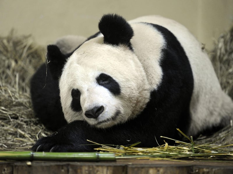 Tian Tian enjoying a well-earned nap in January 2012.