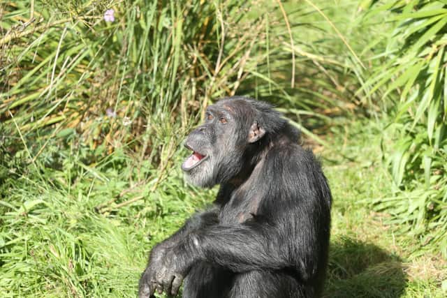 Edinburgh Zoo's oldest chimpanzee David dies at age 46