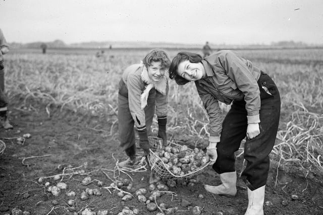 Linda Thomson and Ann Harrey potato lifting at Hoprig Farm, near Tranent, in November 1954.