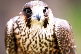 Peregrine falcons are a protected species under the Wildlife and Countryside Act.  Picture: Paul Chappells.