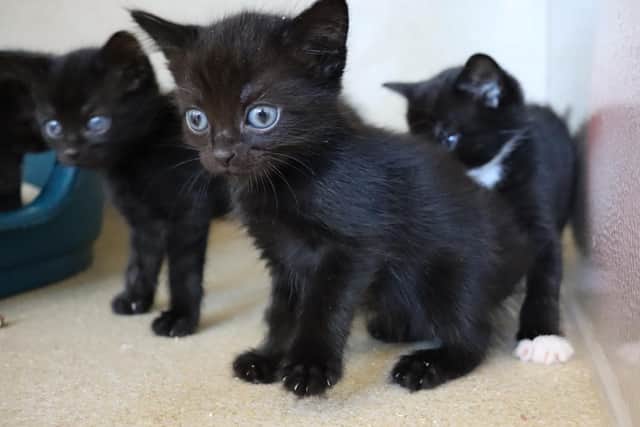The seven adorable kittens are looking for a permanent home.