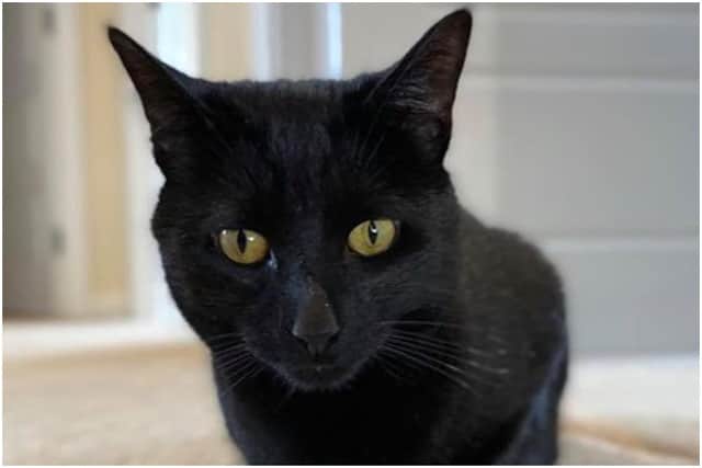Binx the black cat was killed by a dog in Dalkeith