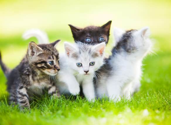 These are the cat names that have proved most popular over lockdown.