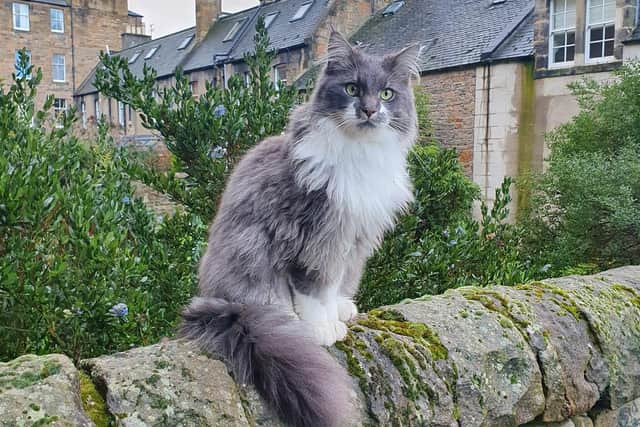 Timmy was left alone on an Edinburgh street, after being hit by a vehicle.