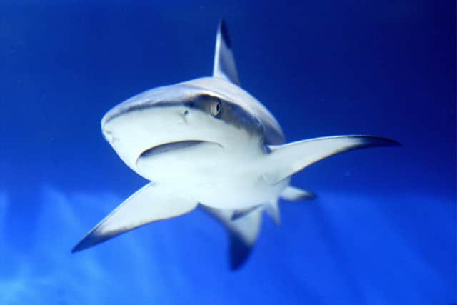 Will sharks save the world from megalomaniac Vladimir Putin? (Picture: Mustafa Ozer/AFP via Getty Images)