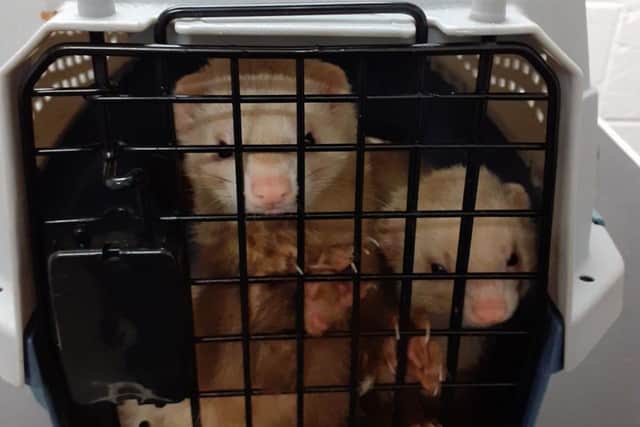 The pair of ferrets that were found abandoned in a cage in Edinburgh picture: SSPCA
