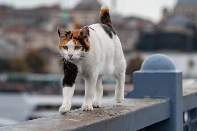 Cats' curiosity is seeing them carried off to some far-flung places by delivery drivers unaware they've picked up a passenger (Picture: Yasin Akgul/AFP via Getty Images)